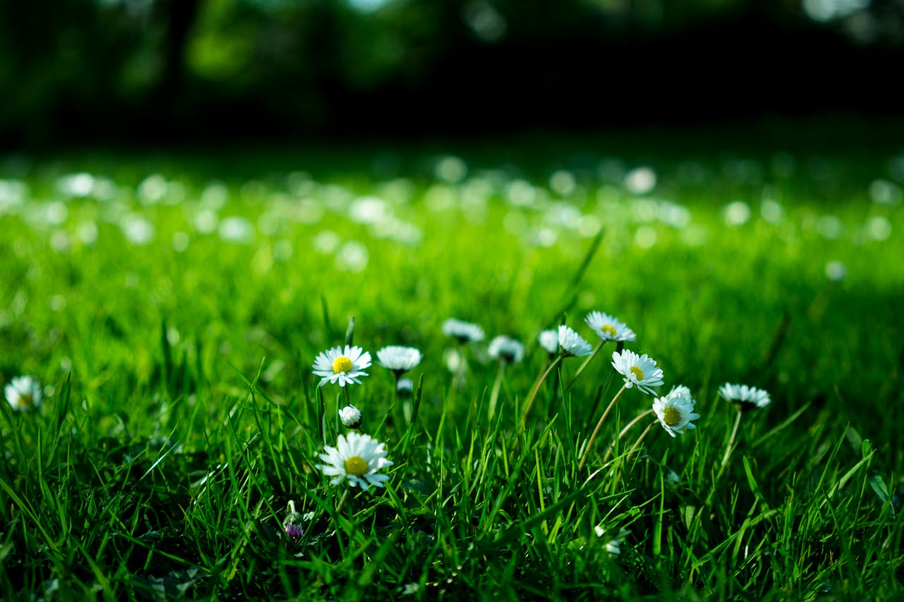RedStone-Property-Management-landscape-maintenance