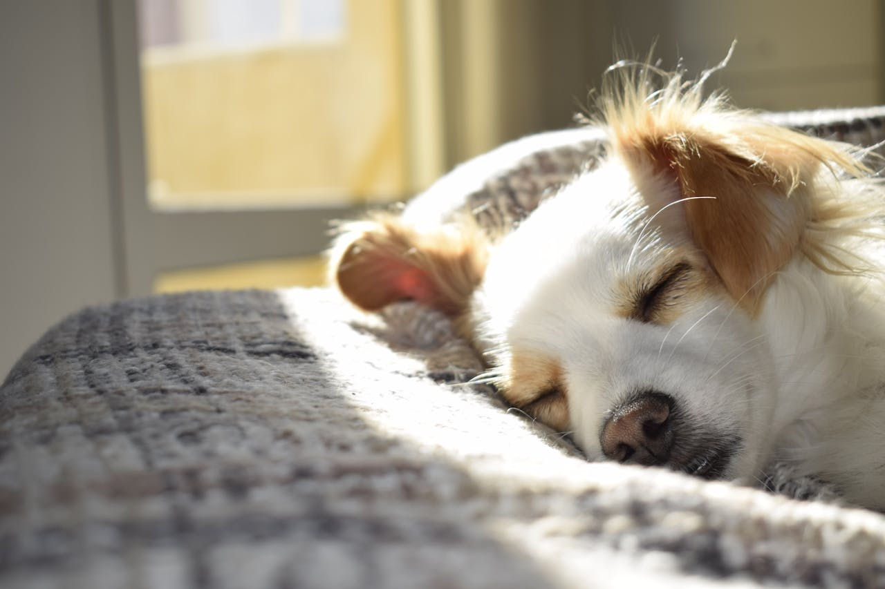 RedStone-Property-Management-pet-deposit